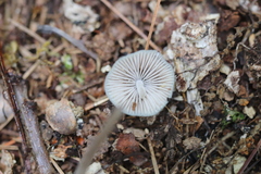 Mycena subcaerulea