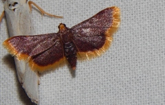 Hypsopygia mauritialis