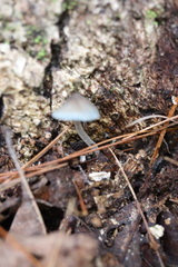 Mycena subcaerulea