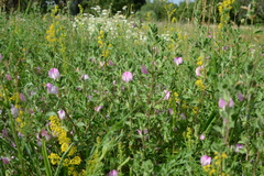 Ononis spinosa procurrens