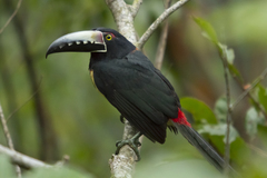 Pteroglossus torquatus