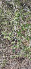 Ziziphus lotus