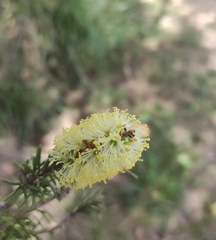 Melaleuca pityoides
