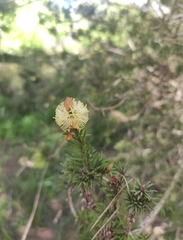 Melaleuca pityoides