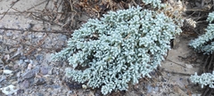 Salsola papillosa