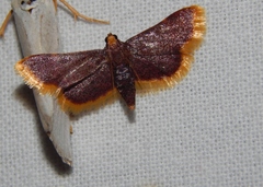 Hypsopygia mauritialis