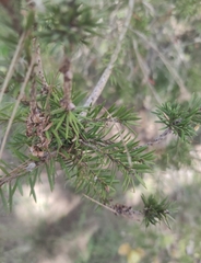 Melaleuca pityoides