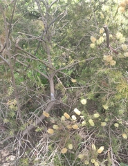 Melaleuca pityoides