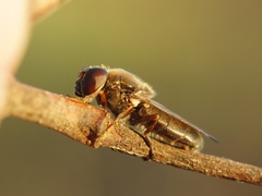 Syrphidae