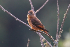 Hirundinea ferruginea