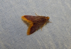 Hypsopygia mauritialis