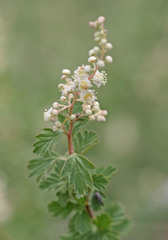 Holodiscus discolor
