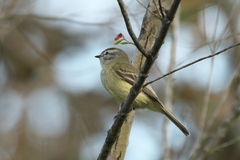 Phyllomyias fasciatus