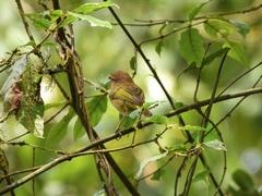 Phylloscopus umbrovirens