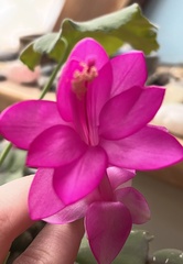 Schlumbergera