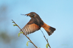 Hirundinea ferruginea