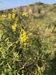 Wikstroemia chamaedaphne
