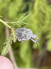 Brochymena