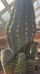 Echinopsis