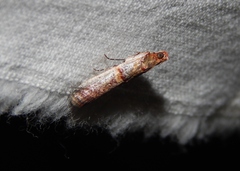 Hypargyria metalliferella
