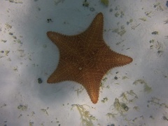 Oreaster reticulatus