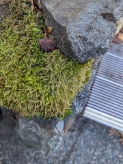 Rhytidiadelphus loreus