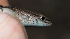 Lampropholis delicata