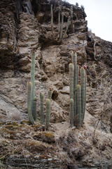 Trichocereus vollianus