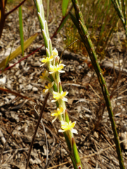 Struthiola ciliata