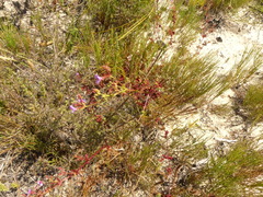 Pelargonium grossularioides