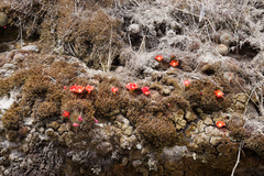 Aylostera fiebrigii