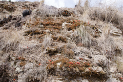 Aylostera fiebrigii