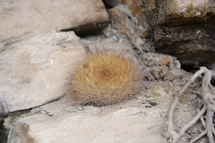 Aylostera fiebrigii