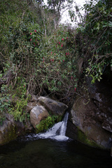 Fuchsia boliviana