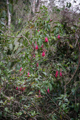 Fuchsia boliviana
