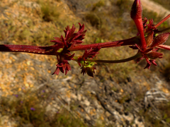 Pelargonium grossularioides