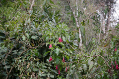 Fuchsia boliviana