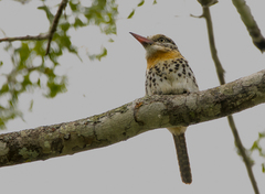 Nystalus maculatus