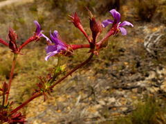 Pelargonium grossularioides