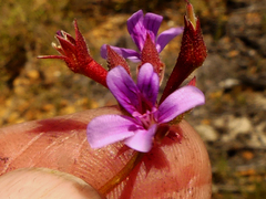 Pelargonium grossularioides