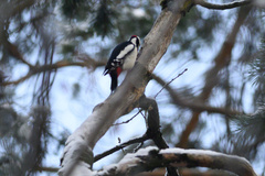 Dendrocopos major