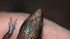 Lampropholis delicata