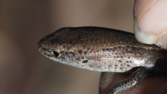 Lampropholis delicata