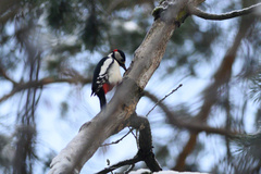 Dendrocopos major