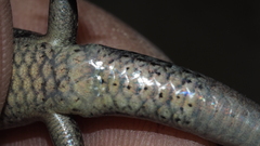 Lampropholis delicata