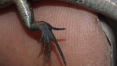 Lampropholis delicata