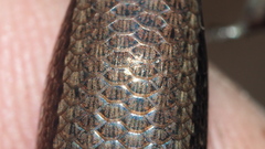 Lampropholis delicata