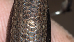 Lampropholis delicata