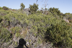 Olea exasperata