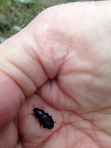 iNaturalist observation photo of Ground Beetles